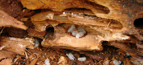 Les nourritures des insectes charpentières sur une maison